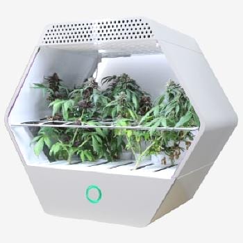 Linfa Weezy Home Herb Grow Kit No Light